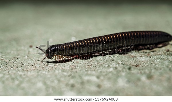 Portuguese millipede, is a herbivorous millipede\
native to the southern Iberian Peninsula where it shares its range\
with other Ommatoiulus\
species