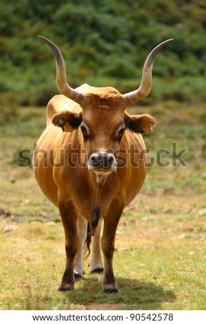 Portuguese mountain longhorn cattle