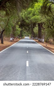 Portuguese National Road 2, which passes through the cork oaks, Alentejo - Shutterstock ID 2228769147