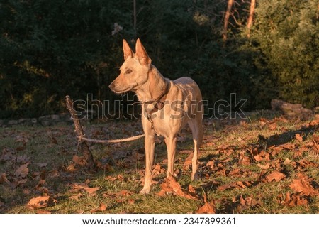 Portuguese Podengo hunting dog tied up, standing, close up view with sunlight at the beginning of autumn