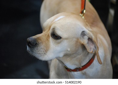 Portuguese Pointer Dog With A Cute Black Nose On A Leash.