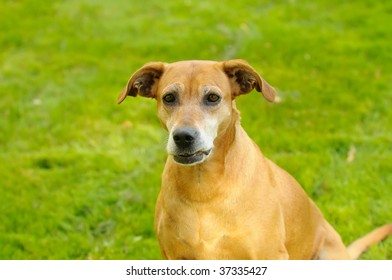 Portuguese Pointer Sitting On The Grass. Gun Dog