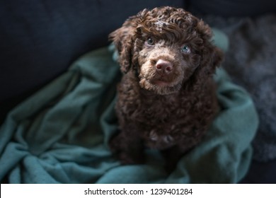 Portuguese Water Dog