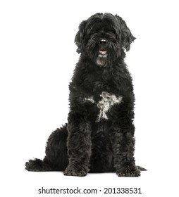 Portuguese Water Dog