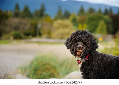 Portuguese Water Dog