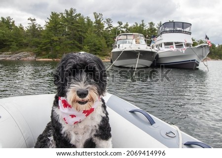 Portuguese Water dog in a dingy in front of anchored boats