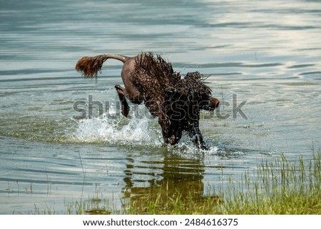 Similar – water rat Pet Labrador