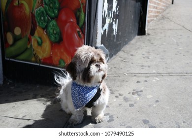 Portuguese Water Dog Puppy In Front Of Bodega In New York City