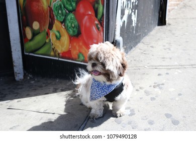 Portuguese Water Dog Puppy In Front Of Bodega In New York City