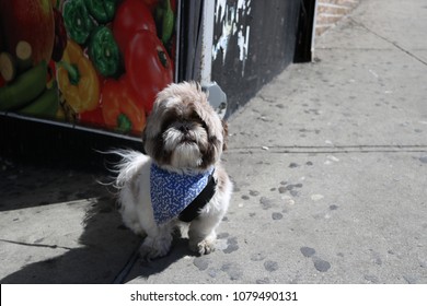 Portuguese Water Dog Puppy In Front Of Bodega In New York City