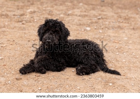 portuguese water dog puppy lying down on the dirty road
