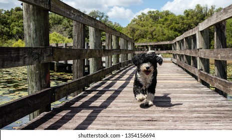 Portuguese Water Dog Running On The Boardwalk At Crews Lake Wilderness Park, Spring Hill, Florida