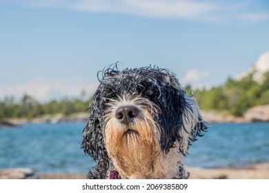 Portuguese Water Dog With A Sandy Face By The Lake