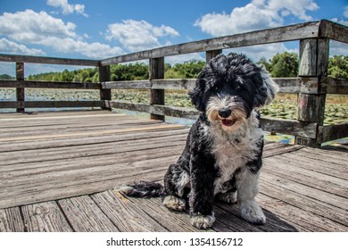 Portuguese Water Dog Sitting On The Boardwalk At Crews Lake Wilderness Park, Spring Hill, Florida