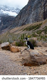 Portuguese Water Dog Sitting On A Rock At Mount Edith Cavell, Jasper National Park, Alberta