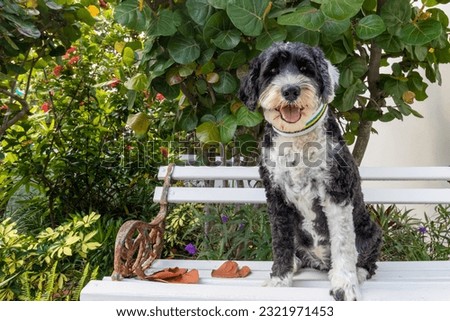 Portuguese Water Dog sitting on a bench in the Bahamas
