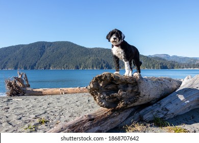 Dog Island Images Stock Photos Vectors Shutterstock