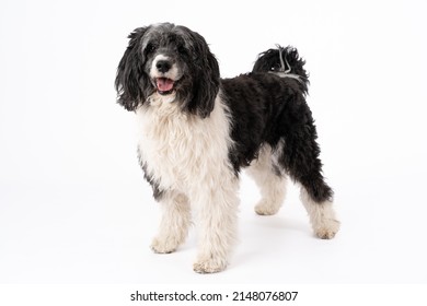 Portuguese water dog staying on white background