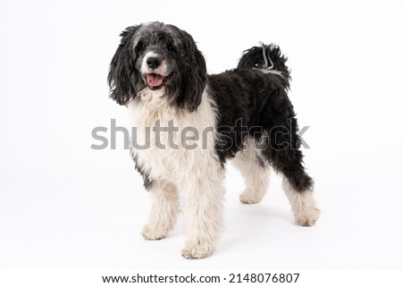 Portuguese water dog staying on white background