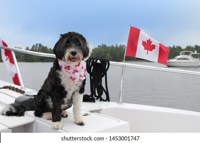 Portuguese Water Dog Wearing Her Canada Day Bandana On A Boat