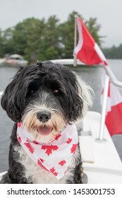 Portuguese Water Dog Wearing Her Canada Day Bandana On A Boat