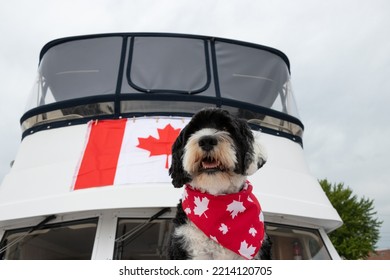 Portuguese Water Dog Wearing A Red And White Bandana On A Boat With A Canadian Flag On July 1st