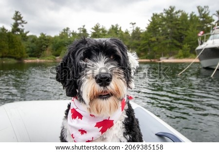 Portuguese Water Dog wearing a red maple leaf bandanna on a boat on Canada Day