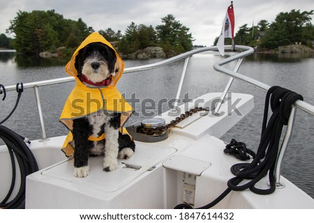 Portuguese Water Dog wearing a yellow rain coat on a boat
