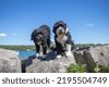 portuguese water dogs