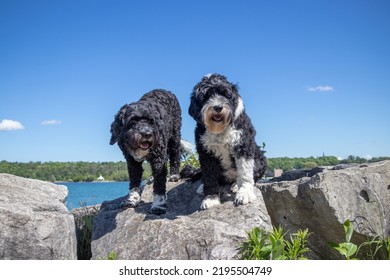 Portuguese Water Dogs standing on rocks beside a lake