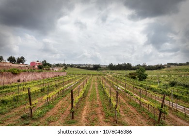 Portuguese Wine Fields In The Algarve.