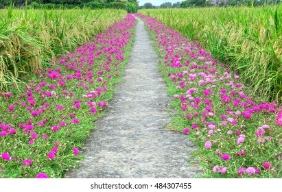 Portulaca Flower Road In The Countryside