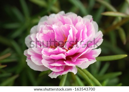 Image, Stock Photo flowers and succulents on wooden table