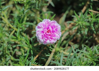 10 O Clock Flower Images Stock Photos Vectors Shutterstock