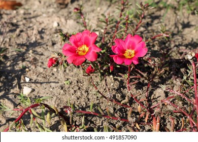 Moss Rose Purslane Images Stock Photos Vectors Shutterstock