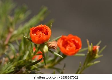 Beautiful 10 O Clock Flower Images Stock Photos Vectors Shutterstock