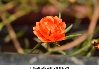 10 O Clock Flowers Images Stock Photos Vectors Shutterstock