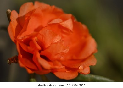 Portulaca Grandiflora Mexican Rose 10 O Stock Photo Shutterstock