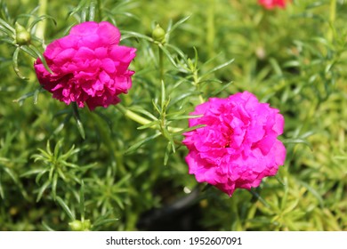 Vietnam Rose Images Stock Photos Vectors Shutterstock Vietnam Rose Images Stock Photos Vectors Shutterstock