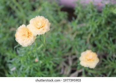 Vietnam Rose Images Stock Photos Vectors Shutterstock Vietnam Rose Images Stock Photos Vectors Shutterstock