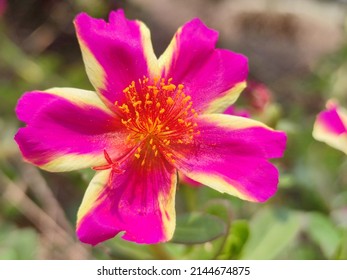 Portulaca Grandiflora Or Other Names In Thailand Flower Of Mr. Wake Up Late ,red Flower,flower