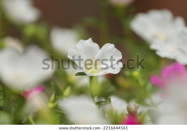 Portulaca grandiflora,\
rose moss, eleven o\'clock, Mexican rose, moss rose, sun rose, and\
moss-rose purslane