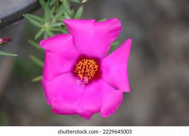 Portulaca grandiflora is a succulent flowering plant in the family Portulacaceae. It has many common names, including rose moss, eleven o'clock, Mexican rose, rock rose, and moss-rose purslane. - Shutterstock ID 2229645003
