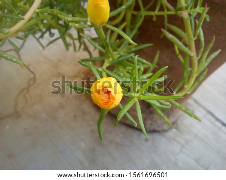 Portulaca grandiflora is a succulent flowering plant in the family Portulacaceae.  It has many common names, including rose moss