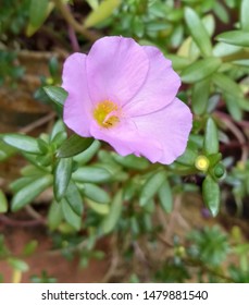 Close Convolvulus Arvensisclose Bindweed Flowerpollinationbindweed 