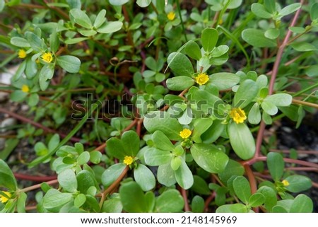 Portulaca oleracea, common purslane, also known as little hogweed, or pursley, krokot