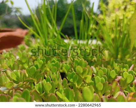 Portulaca oleracea (common purslane, also known as little hogweed, or pursley)[1] is an annual (actually tropical perennial in USDA growing zones 10–11) succulent in the family Portulacaceae.

