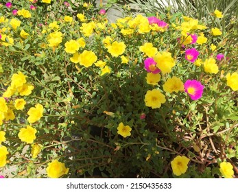 Portulaca Oleracea Common Purslane Verdolaga Little Hogweed