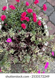 Portulaca Oleracea, commonly referred to as Common Purslane or Moss-rose Purslane, is a versatile and low-maintenance succulent that adds a burst of color to any garden. Known for its vibrant pink 