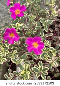 Portulaca Oleracea, commonly referred to as Common Purslane or Moss-rose Purslane, is a versatile and low-maintenance succulent that adds a burst of color to any garden. Known for its vibrant pink 